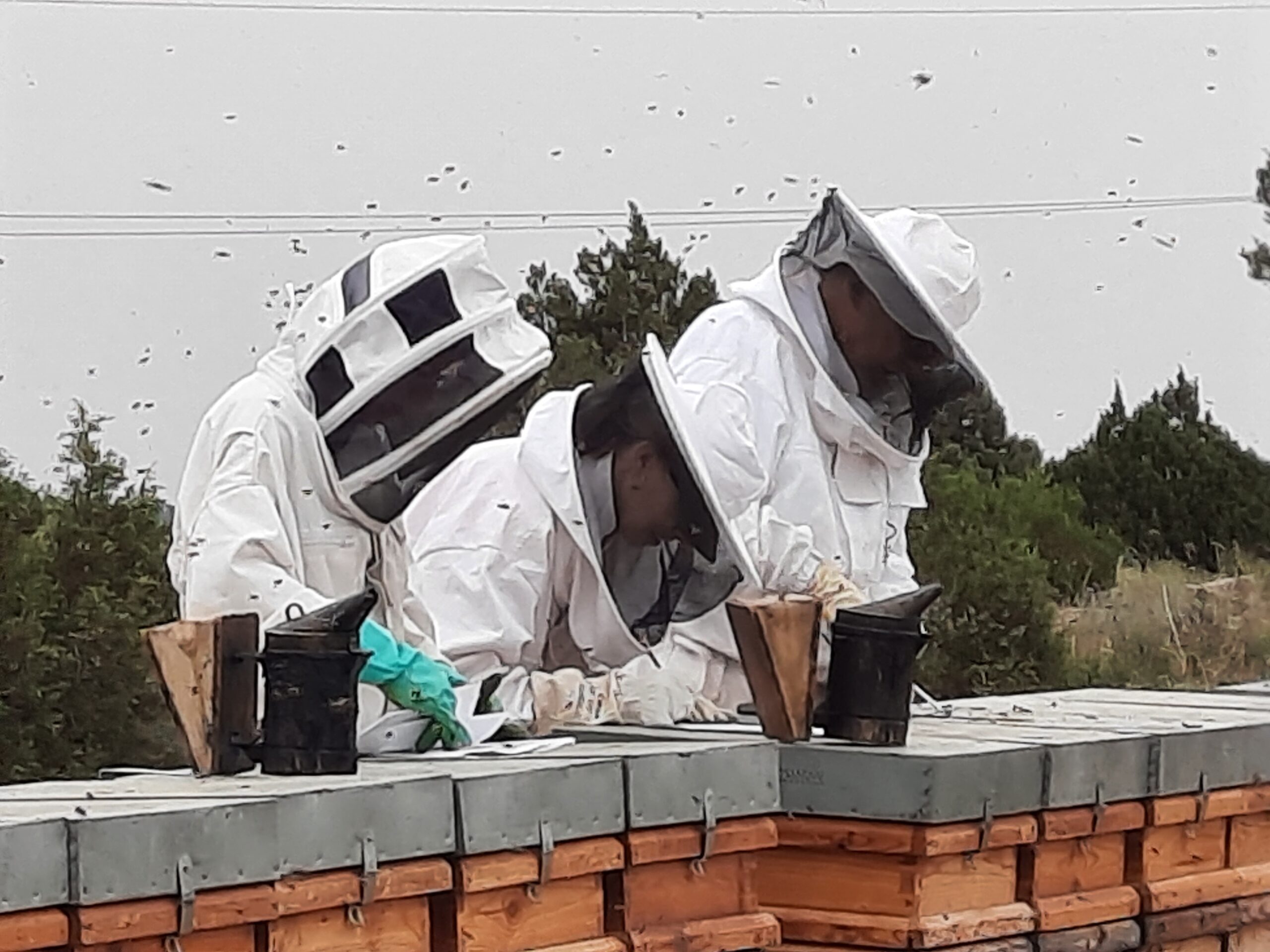 Evaluación del estado nutricional de las abejas