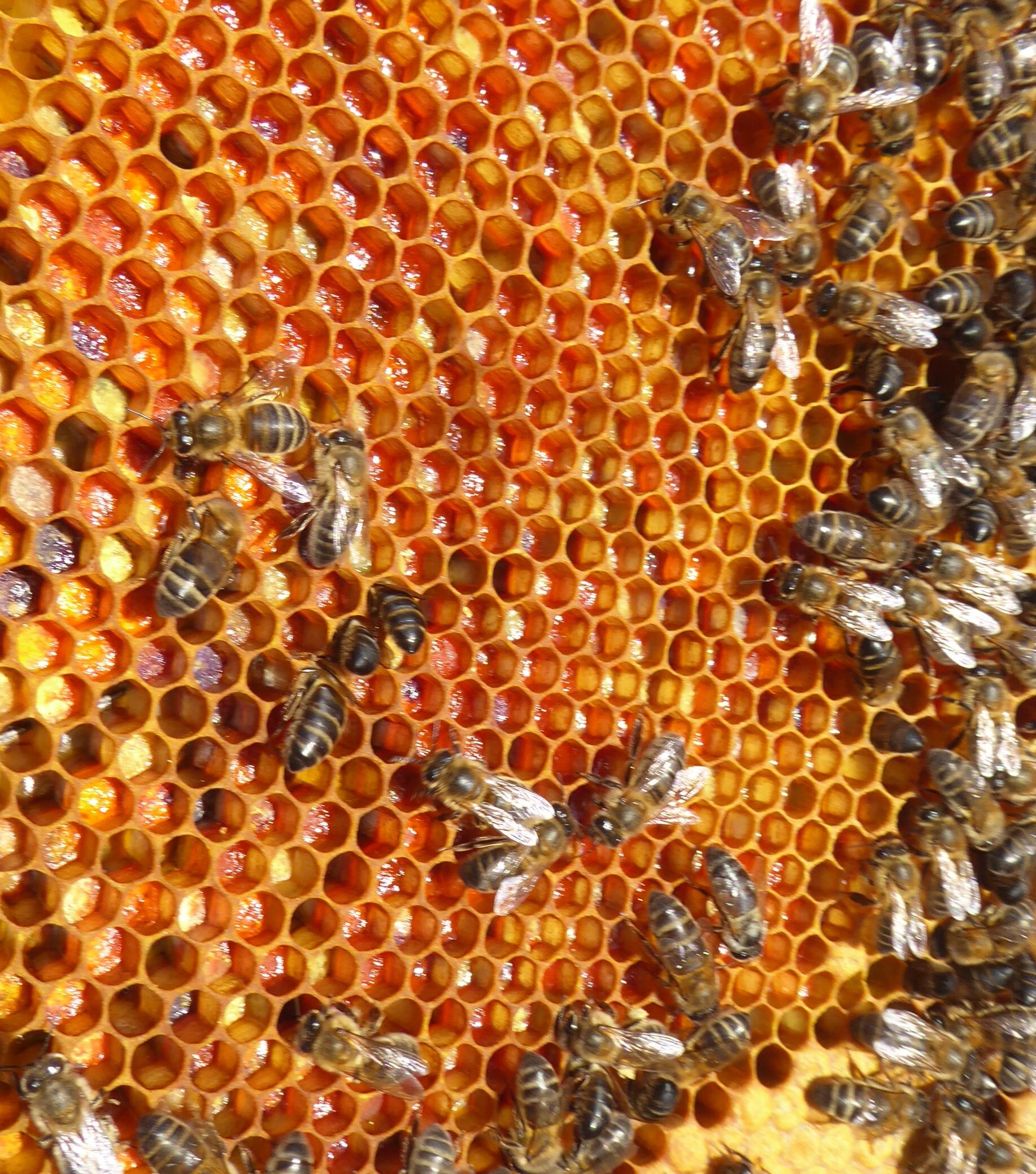 Nutrición de las abejas
