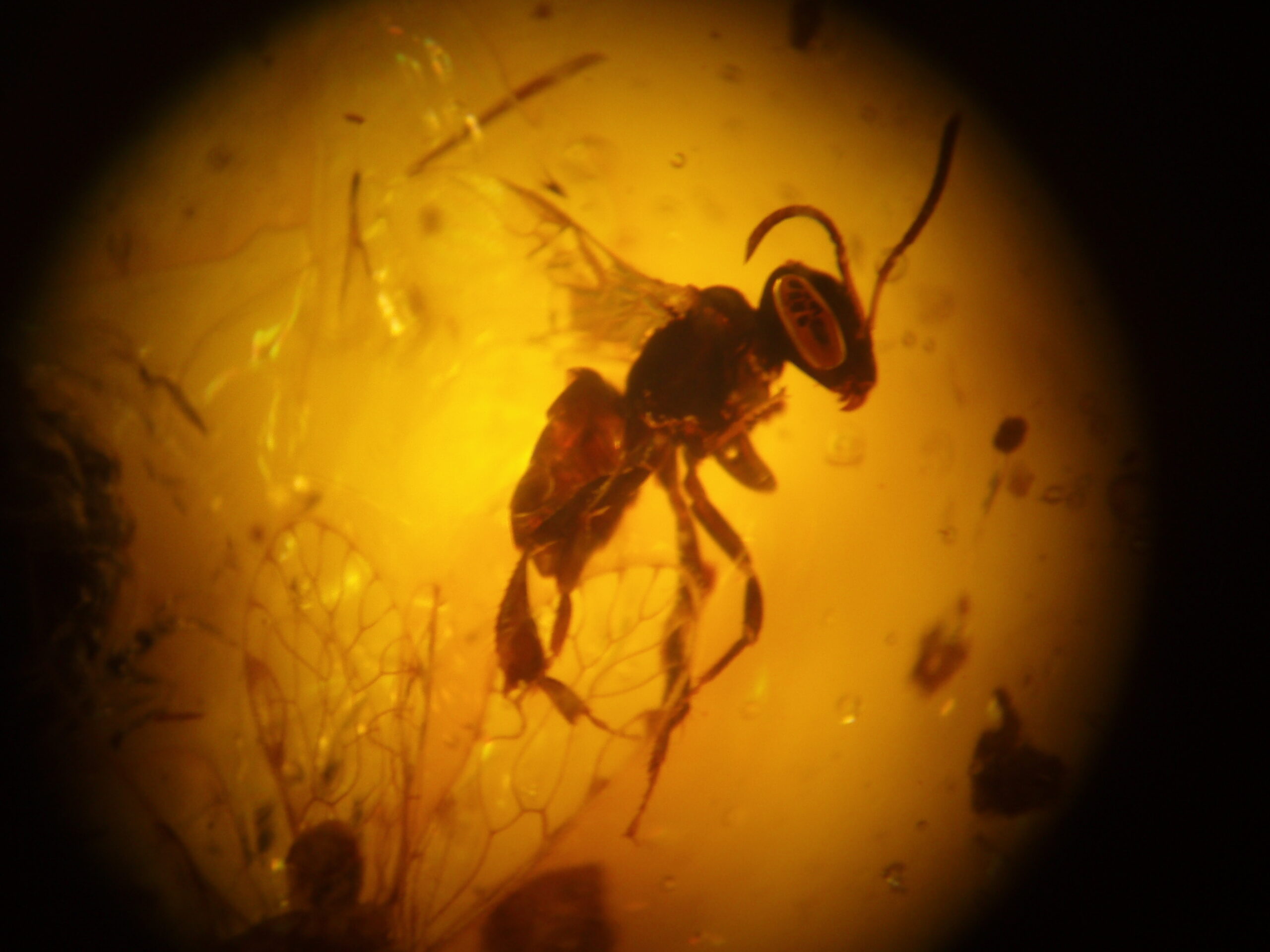 Abeja ambar lupa