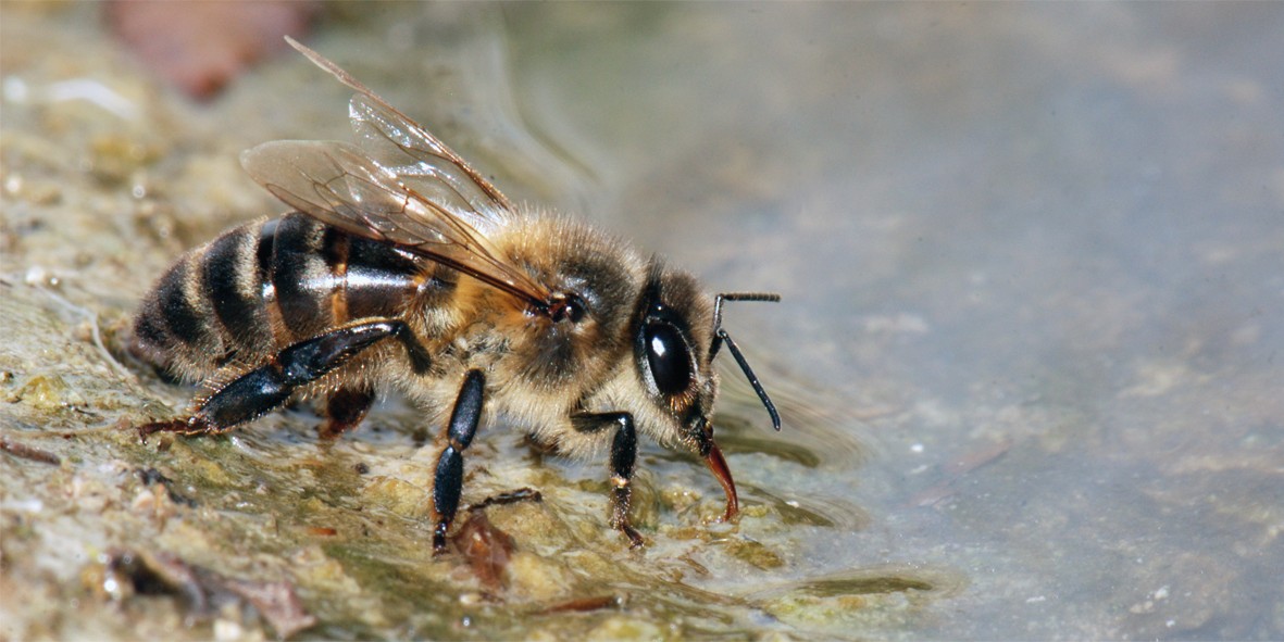 agua y abeja